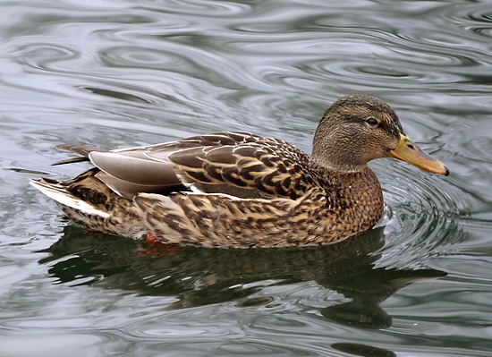 Panasonic Lumix DMC-GF5 - aparat dla kobiet - Tryby zaawansowane