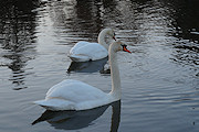 Sony NEX-3N - pierwsze zdjcia