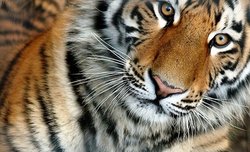 Spotkanie z Sigm w warszawskim zoo