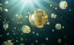 Historia jednej fotografii - Jezioro meduz
