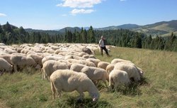 Pieniny krajobrazowo-owczarskie - plener fotograficzny z Tokin