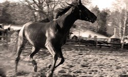 Fotografowanie koni - III edycja warsztatw