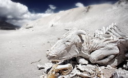 Rajd Dakar i pustynia Atakama - kolejna Fotomisja Optyczne.pl