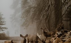 Sukces Polki w konkursie Sony World Photography Awards 2018
