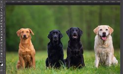Adobe zapowiada aktualizacj Photoshopa o now funkcj 