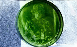 Fotograf wywo�a� zdj�cie na glonach w szalce Petriego