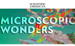 Wyniki konkursu Nikon Small World In Motion