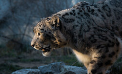 Teleobiektywy Canon RF w praktyce