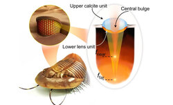 Kamera inspirowana wzrokiem trylobita