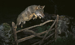 Skandal w konkursie  Wildlife Photographer of the Year