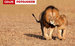 Jesienne oferty w CEWE FOTOJOKER