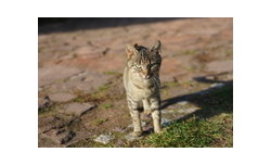 Sony SLT-A99 - zdjecia przyk�adowe