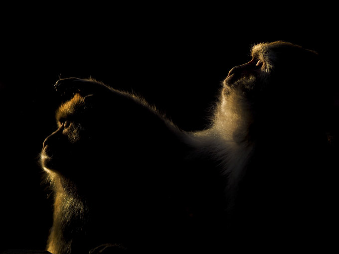Historia jednej fotografii - Makaki z Monkey Temple