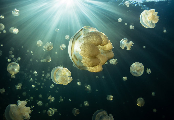 Historia jednej fotografii - Jezioro meduz