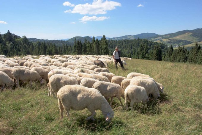 Pieniny krajobrazowo-owczarskie - plener fotograficzny z Tokin