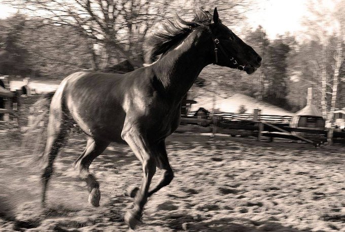 Fotografowanie koni - III edycja warsztatw