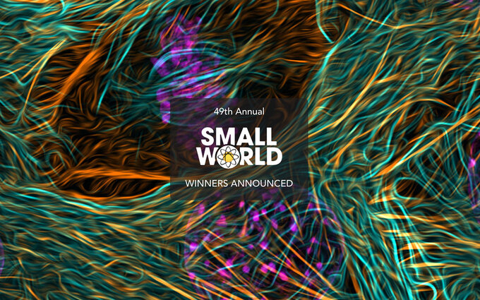 Wyniki konkursu Nikon Small World