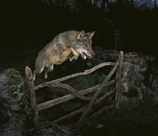 Skandal w konkursie  Wildlife Photographer of the Year