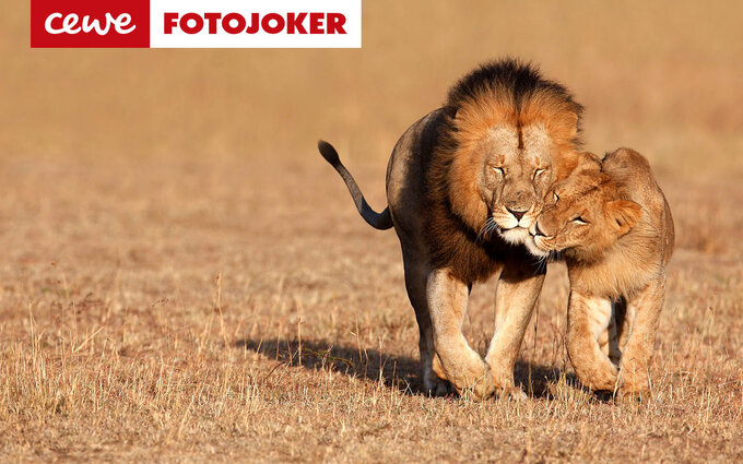 Jesienne oferty w CEWE FOTOJOKER Jesienne oferty w CEWE FOTOJOKER