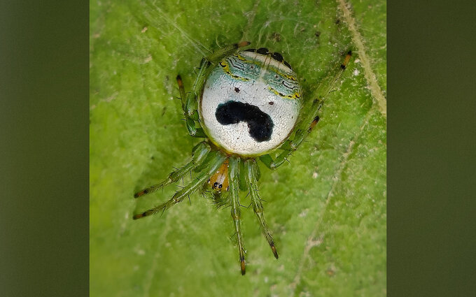 Nab�r na Nikon Comedy Wildlife Awards 2026